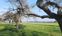 Kersenweide