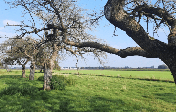 Kersenweide